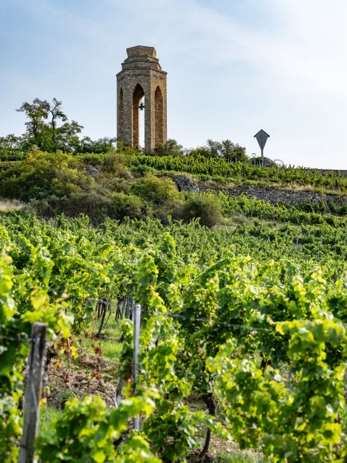 Zellertaler Weinreben mit Blick zum Ehrenmal
