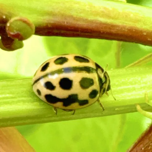 Ein Käfer mit gelbem Körper und schwarzen Punkten sitzt auf einem grünen Stängel. Die Umgebung ist grün und lebendig.