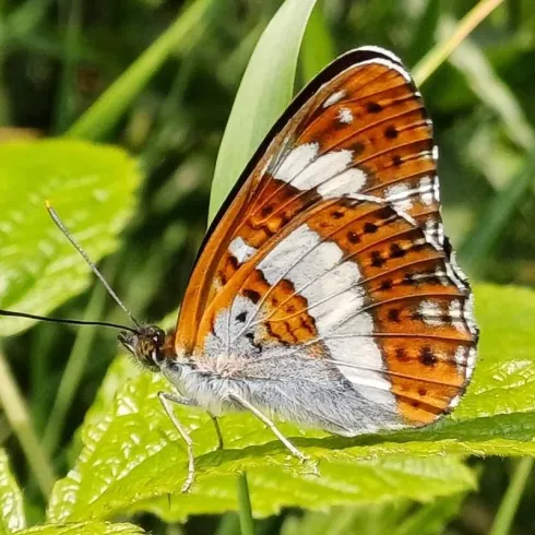 Ein Schmetterling mit orangefarbenen und weißen Flecken sitzt auf einem Blatt. Die Umgebung ist grün und natürlich.