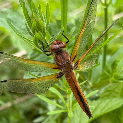 Spitzenfleck Libelle (© Karin Schatz)