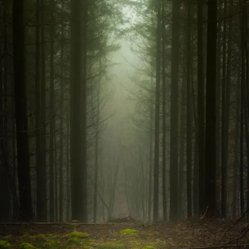 Douglasienrückegasse im Januar im Stumpfwald (© Volker Schledorn)