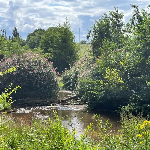 Ein ruhiger Fluss fließt durch üppige grüne Vegetation. Sträucher und Bäume umrahmen das Wasser und schaffen eine friedliche Landschaft.