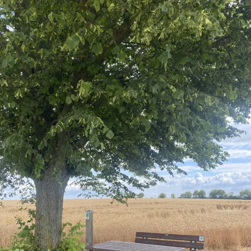 Picknickbank am Zellertalweg