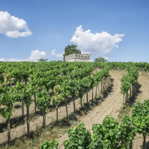 Teil des Schneggewingerts (© Pfalz. Touristik Florian Trykowski)