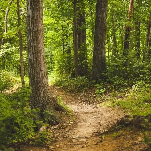 Wald (© Pixabay Pexels) Wald (© Pixabay Pexels)