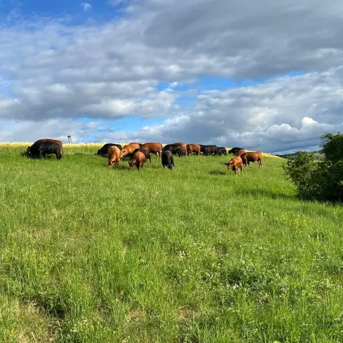 Eine Herde von Kühen grast auf einer grünen Wiese. Der Himmel ist teilweise bewölkt, was eine ruhige und ländliche Atmosphäre schafft.