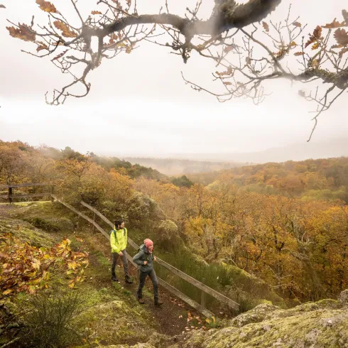 Wandern am Drosselfels (© Pfalz Touristik, Dominik Ketz)