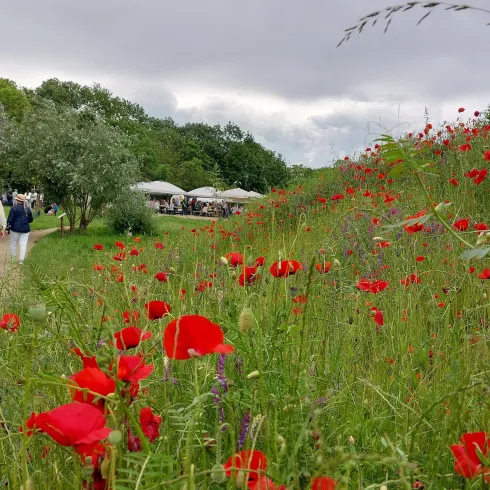Ein malerischer Weg gesäumt von leuchtend roten Mohnblumen. Im Hintergrund sind Menschen und Stände unter grauem Himmel zu sehen.