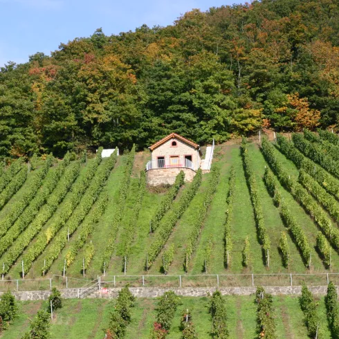 Blick auf das Wingertshäuschen am Seelberg