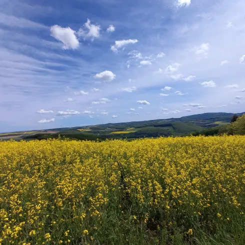 Katzenbacher Höhenweg - Rapsfelder