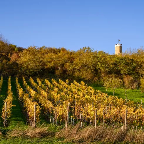 Zellertal, Albisheim, Wartturm, Weinberge, Herbst