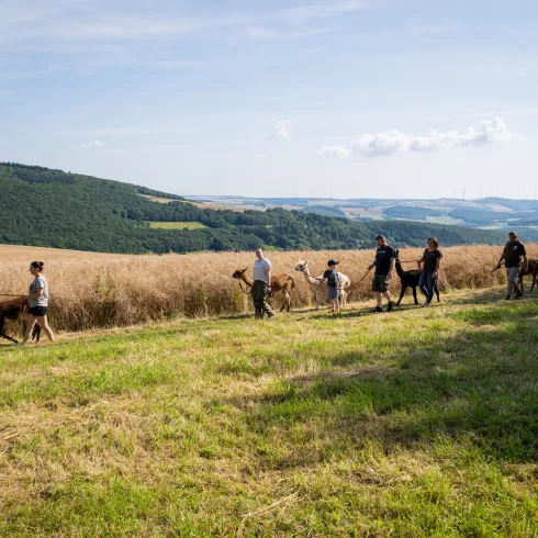 Alpakaspaziergang Alpakafarm, Donnersberg, Hügel