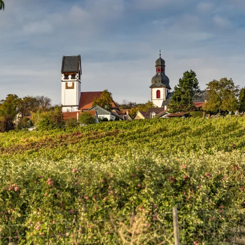 Weinreben mit Blick auf Zell, Zellertal