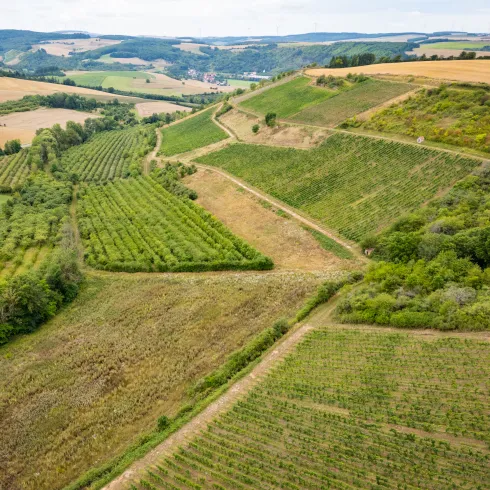 Blick über das Weinanbaugebiet im Alsenztal